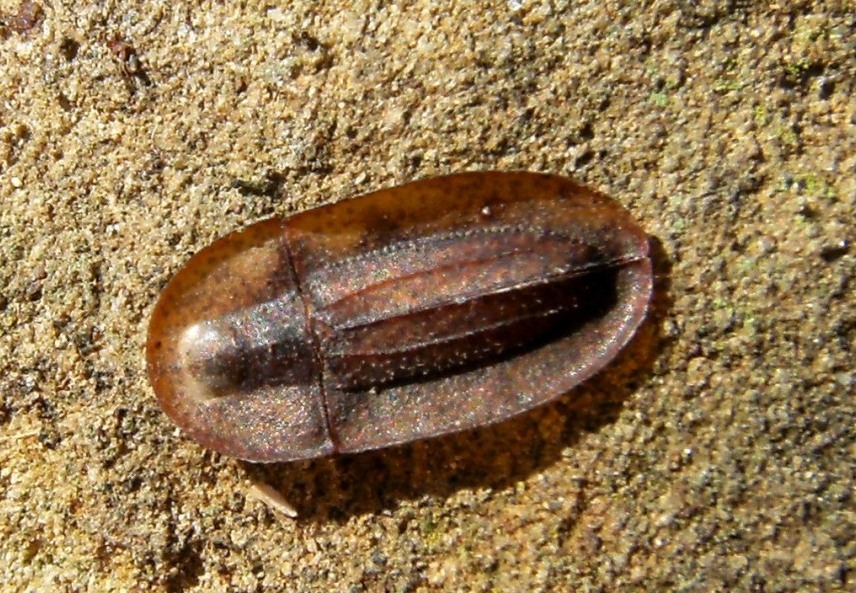 Cossyphus tauricus  (Tenebrionidae)